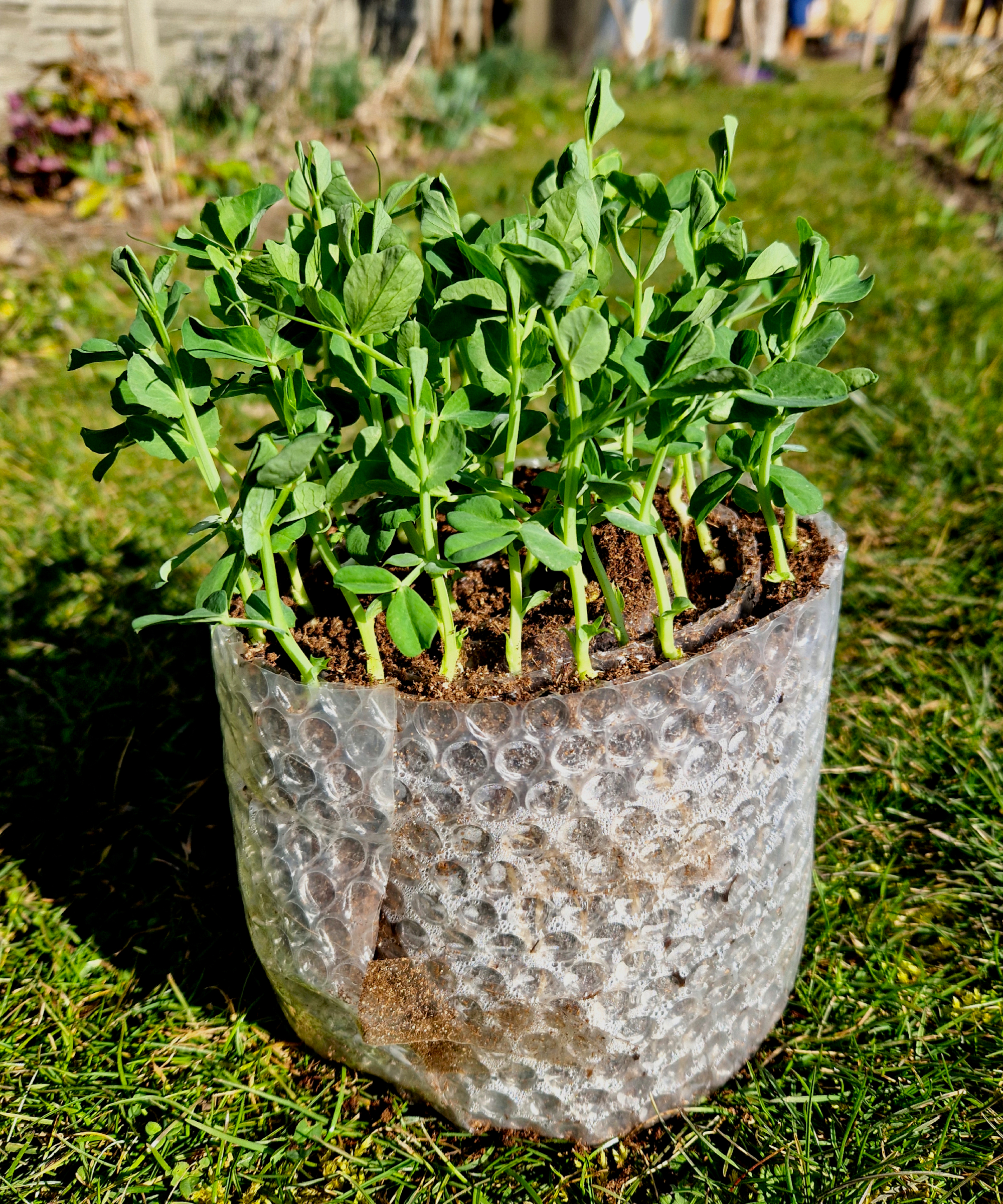 seed snail with seedlings in garden