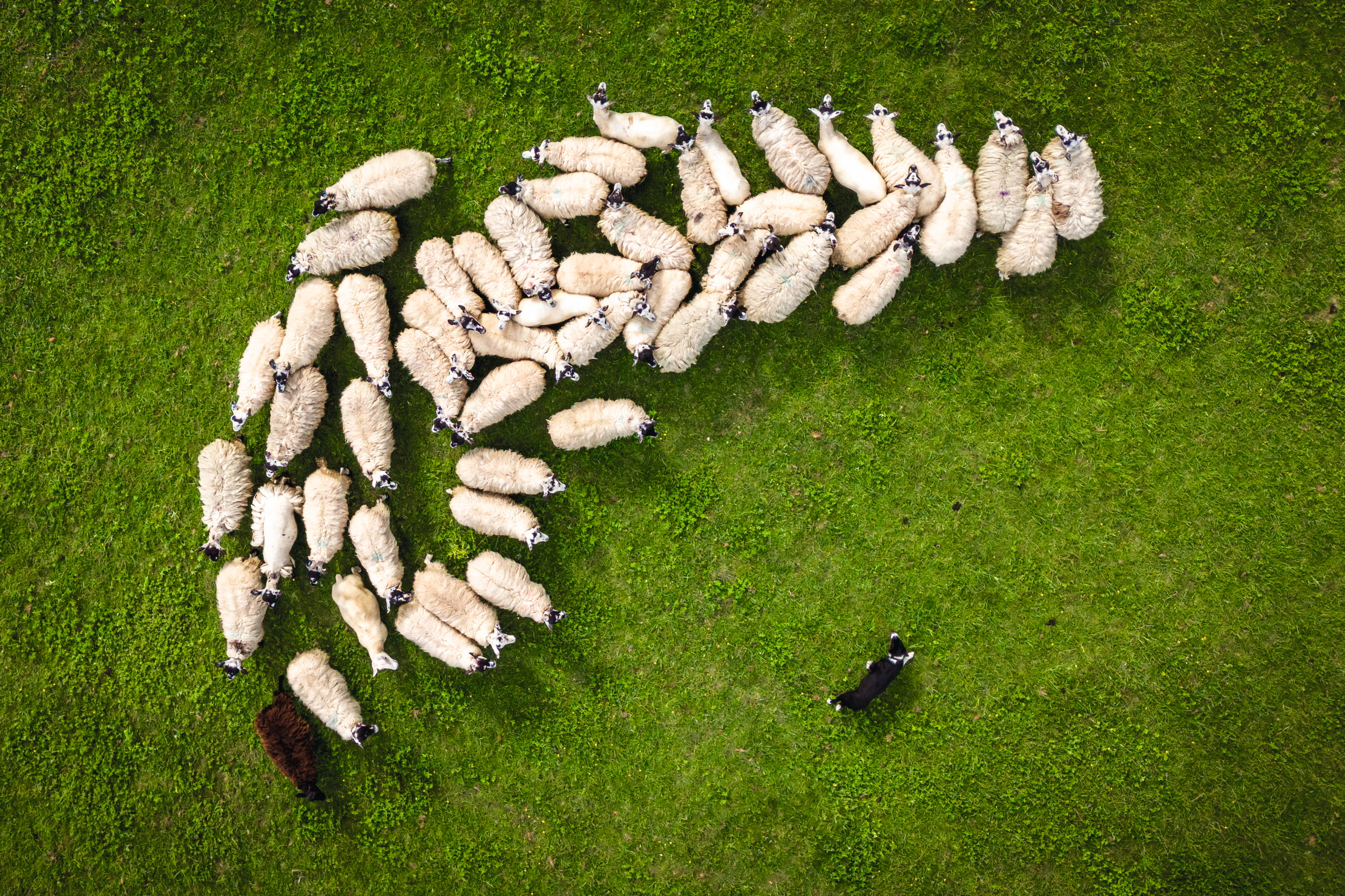 Jon, Brooke, Taff and Glen the border collies working the sheep at Shabden Park Farm in Surrey with owner Mark Banham.