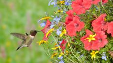 hummingbird and hanging basket flowers