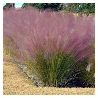 A patch of ornamental pink muhly grass