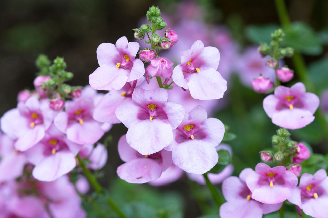 Lavender Colored Twinspur Flowers