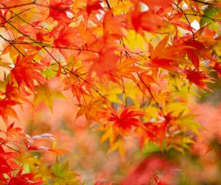 autumn leaves on tree