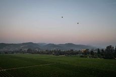 Oak Knoll Cabernets 2021