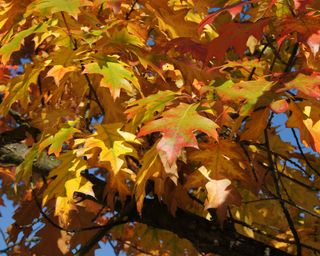 fall leaves on a red oak tree