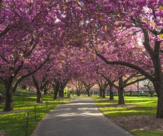 Cherry blossoms on trees lining a path