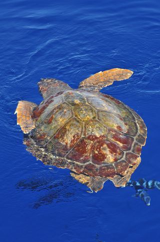 A loggerhead turtle at the surface getting air.