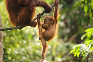 orangutan swinging from a vine