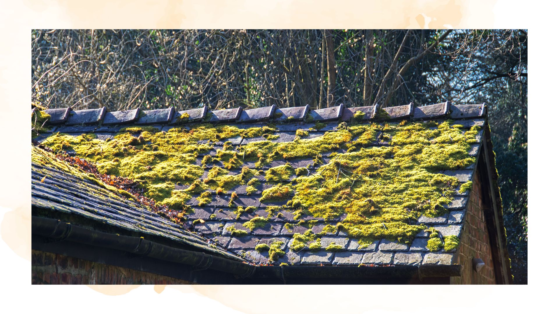 Tiled roof covered in green moss to show the reason why you need to clean your roof