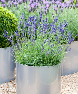 Lavender planted in modern steel planters