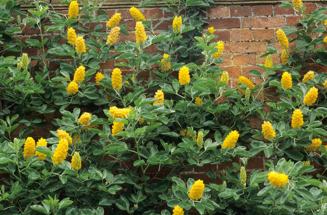 Best drought tolerant plants top picks for hot, dry weather GardeningEtc