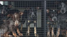 Dogs in RSPCA kennel
