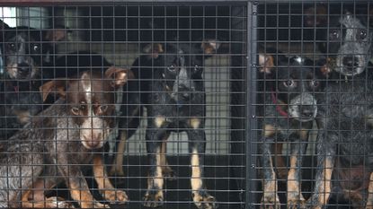 Dogs in RSPCA kennel