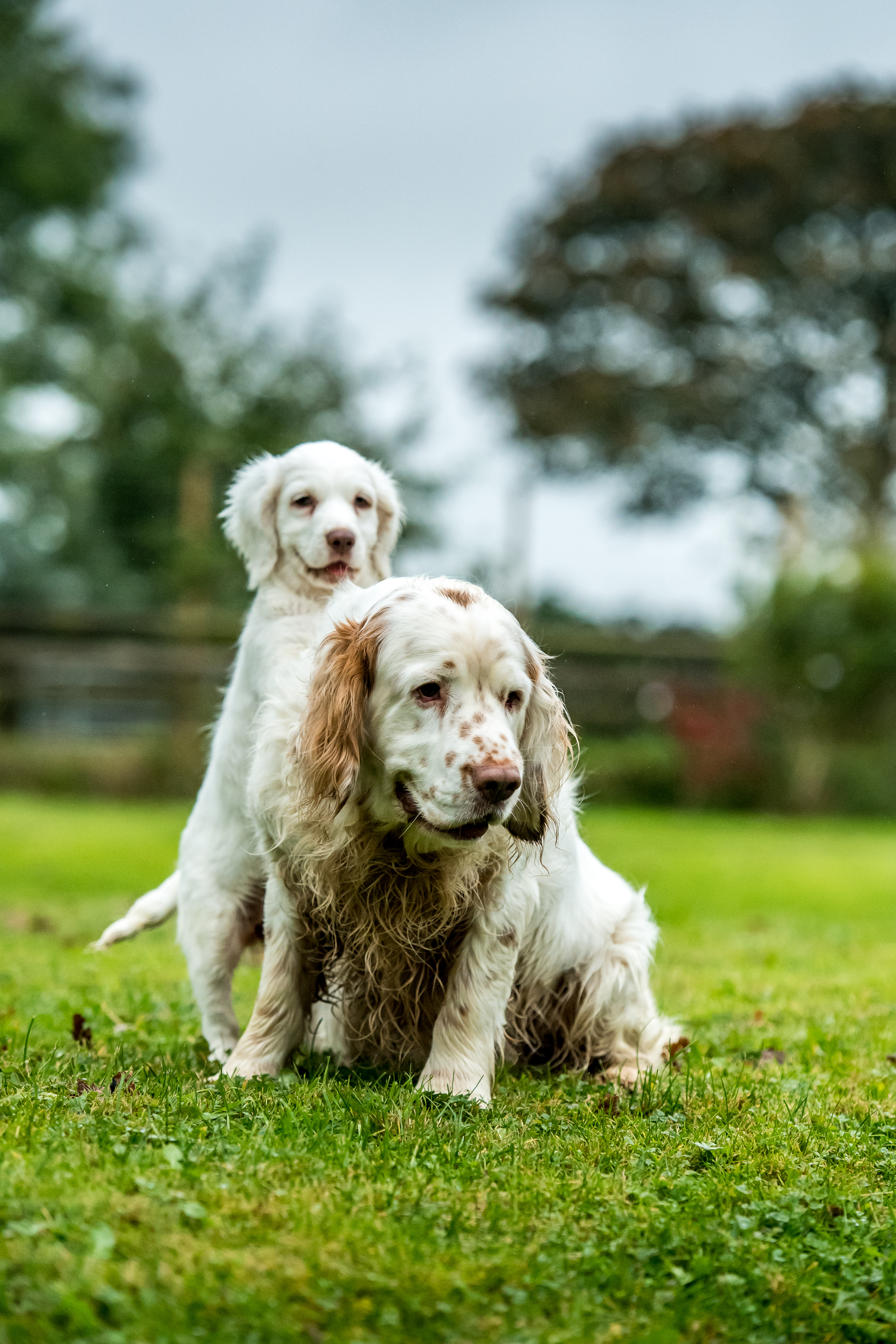 Clumber spaniels