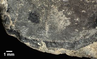 The surface of a crustacean shell embedded in a fragment of fossilized dinosaur dung