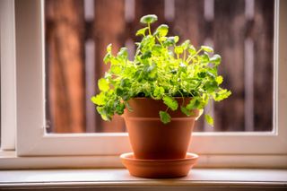 Pot of parsley on a window sill