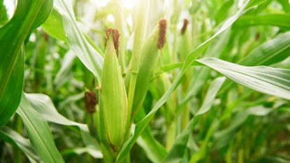 Growing sweet corn in a field