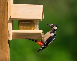 male spotted woodpecker at a bird feeder with peanut butter