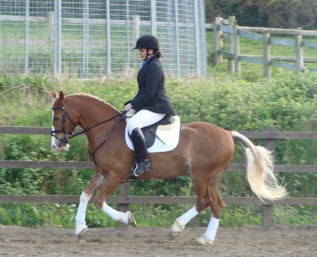 Competing in dressage with Alfie
