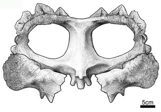 Dinosaurs in the nasutoceratopsins clade have less ornate frills, making C. krzyzanowskii the first member of this group to have a frill with complex ornamentation.