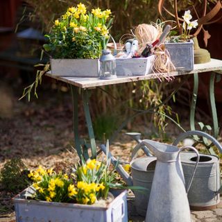 Large grey pot plants with daffodiles growing in them, positioned on a small wooden table in a garden