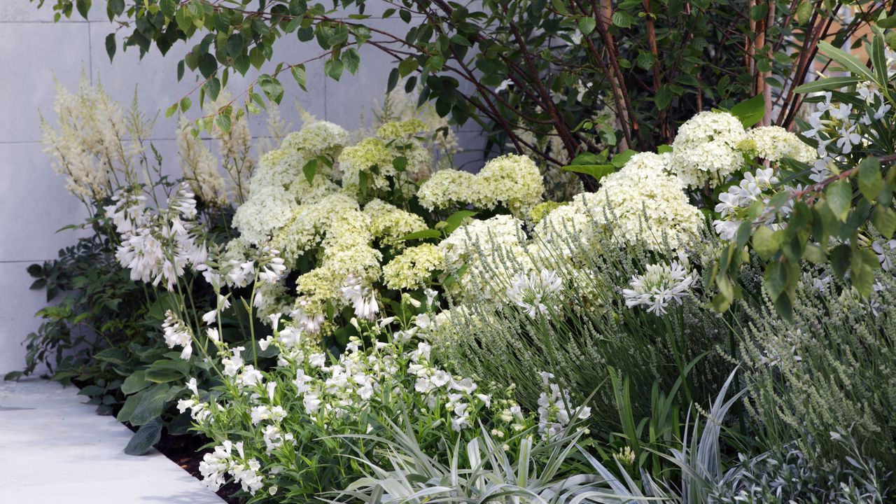 how to grow hydrangeas in a white scheme