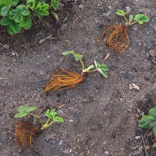bare-root strawberry plants laid on top of soil