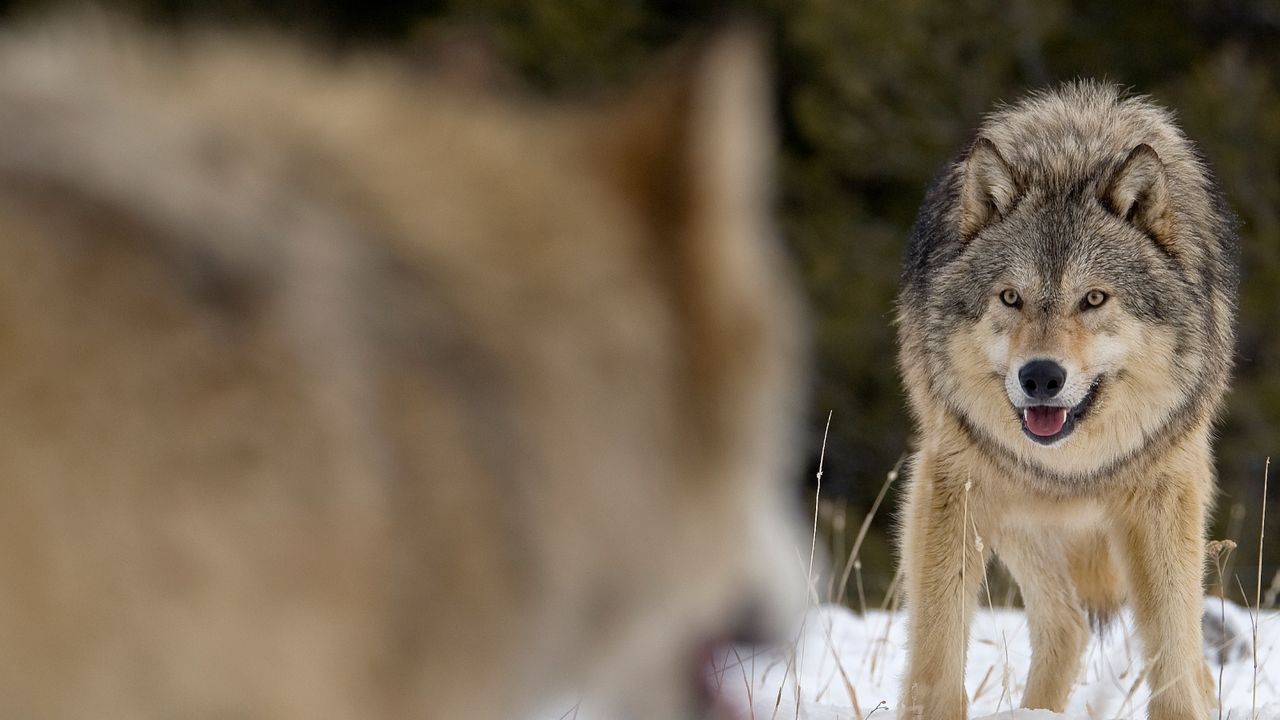 Are alpha males real?