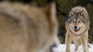 Alpha male Gray Wolf (Canis lupus) Grey Wolf confrontation with beta male wolf in fresh winter snow, Montana, USA.
