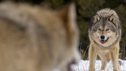 Alpha male Gray Wolf (Canis lupus) Grey Wolf confrontation with beta male wolf in fresh winter snow, Montana, USA.