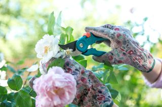 Gardener pruning roses