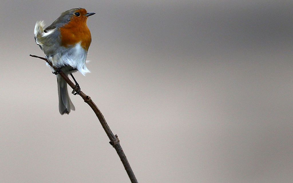 A robin.