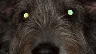 A dog's eyes reflecting light at night.