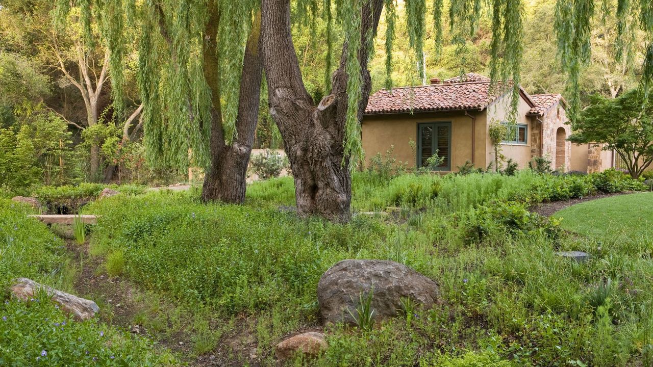 Drainage swale rain garden with groundcovers under willow tree in California garden