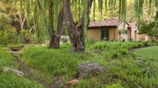 Drainage swale rain garden with groundcovers under willow tree in California garden