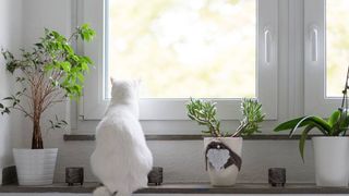 White cat staring out of window