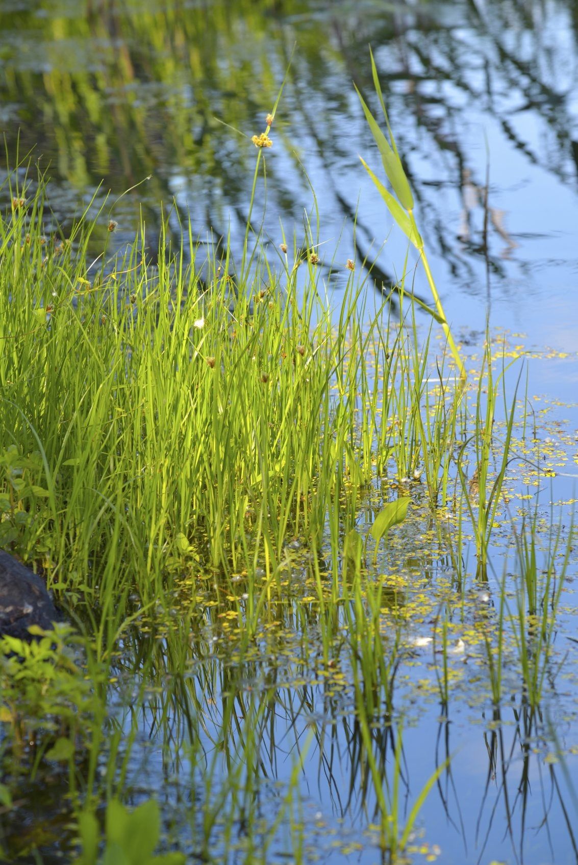 How To Kill Bulrushes - Tips For Control Of Bulrush Plant Weeds 