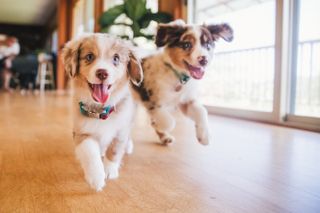 Two happy puppies running through house