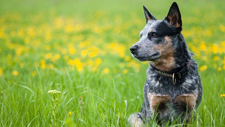 Is your dog one of the most intelligent breeds in the world? | PetsRadar