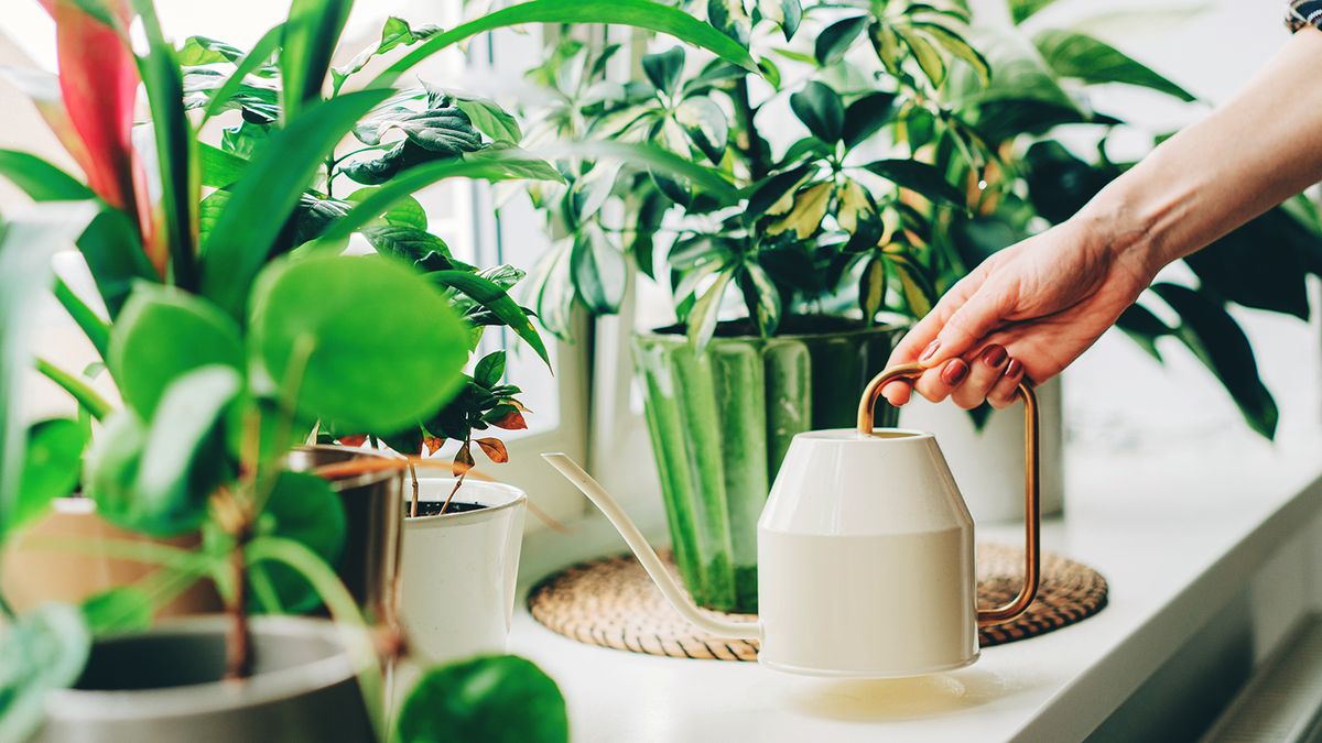 3 ingenious products that keep houseplants perfectly watered | Gardening Know How