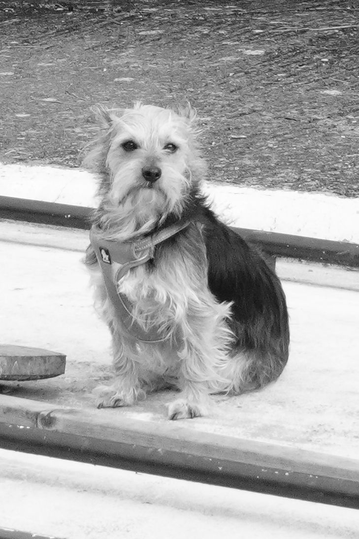 A black and white photo of a dog sitting on a boat, taken on a Sony ZV-E10 II vlogging camera