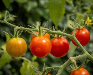 Tomato variety 'Supersweet'