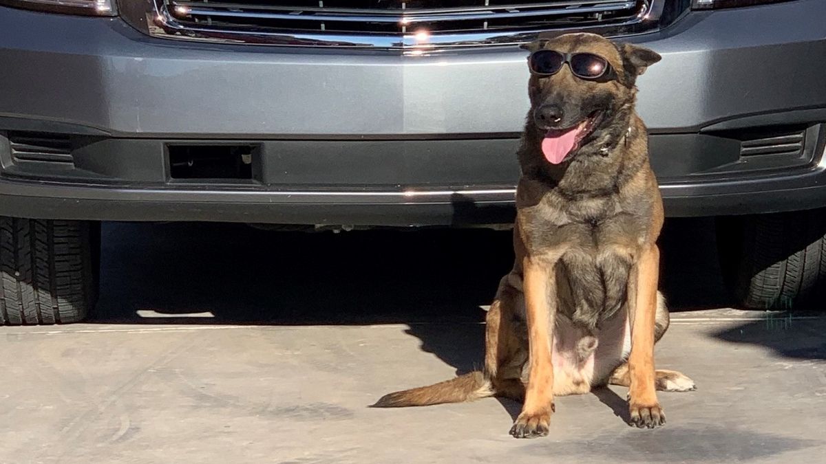 Nuggetz the k9 sat in front of a police car wearing shades