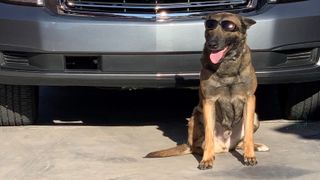 Nuggetz the k9 sat in front of a police car wearing shades