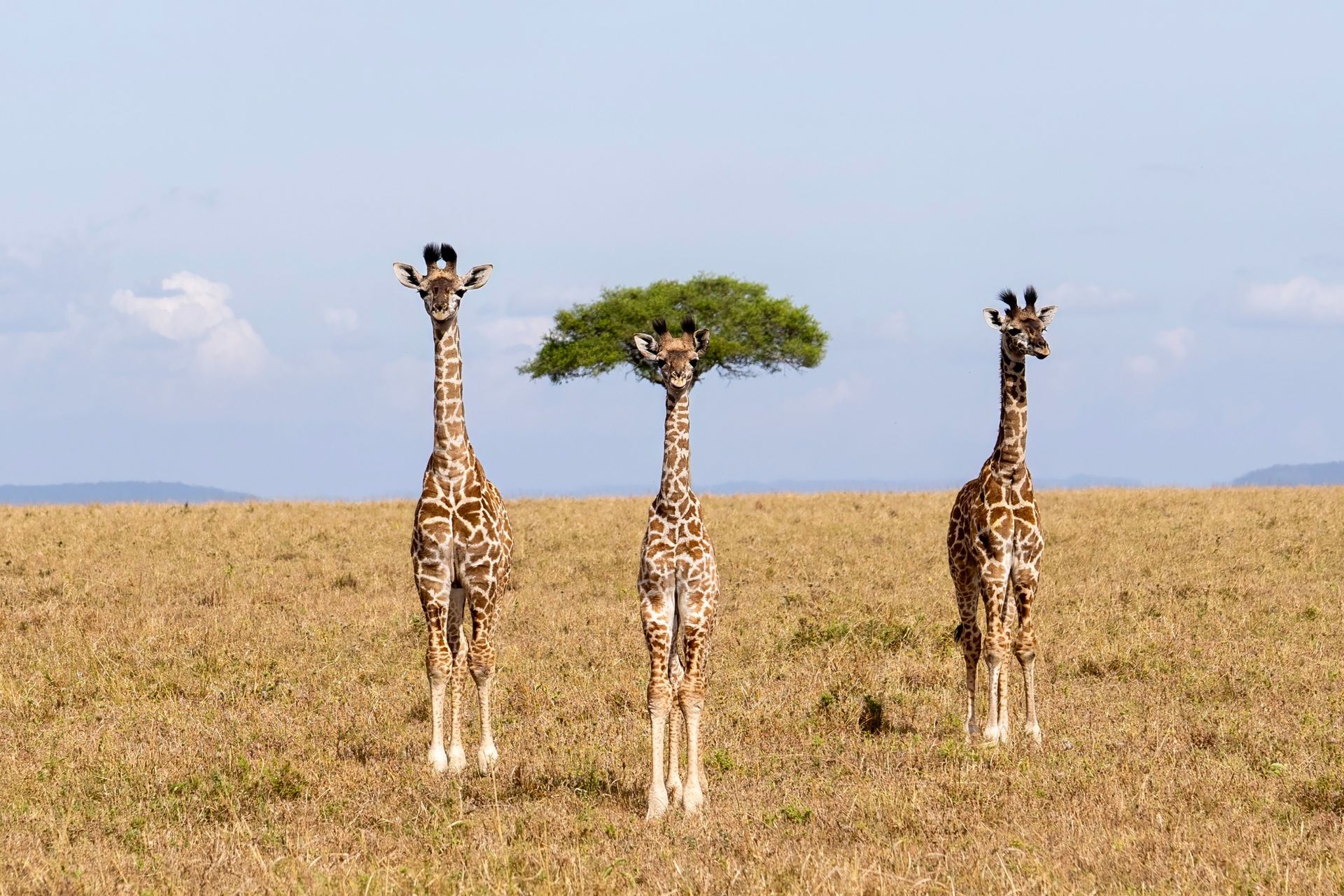 Three young giraffes standing side-by-side. The giraffe in the middle has an acacia tree behind it, which looks like a wig.