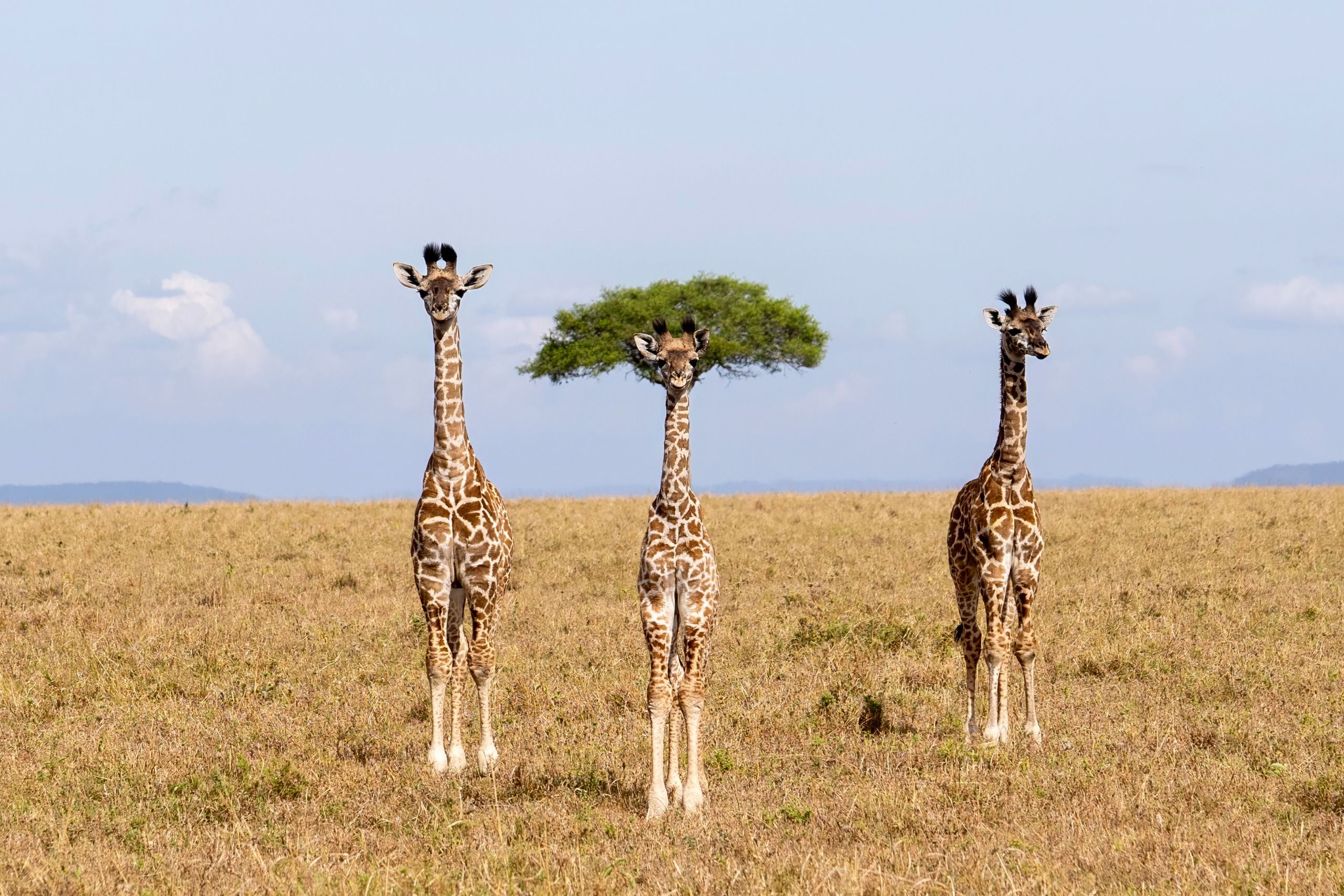 Three young giraffes standing side-by-side. The giraffe in the middle has an acacia tree behind it, which looks like a wig.