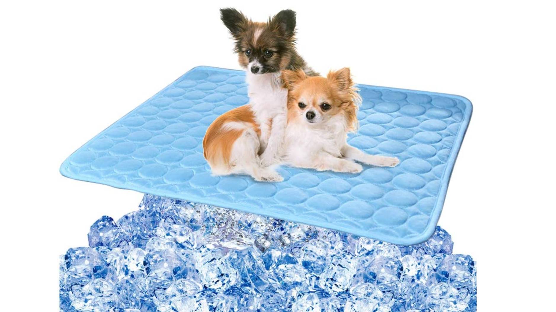 Best cooling mats for dogs Selfcooling mats, pads and beds PetsRadar