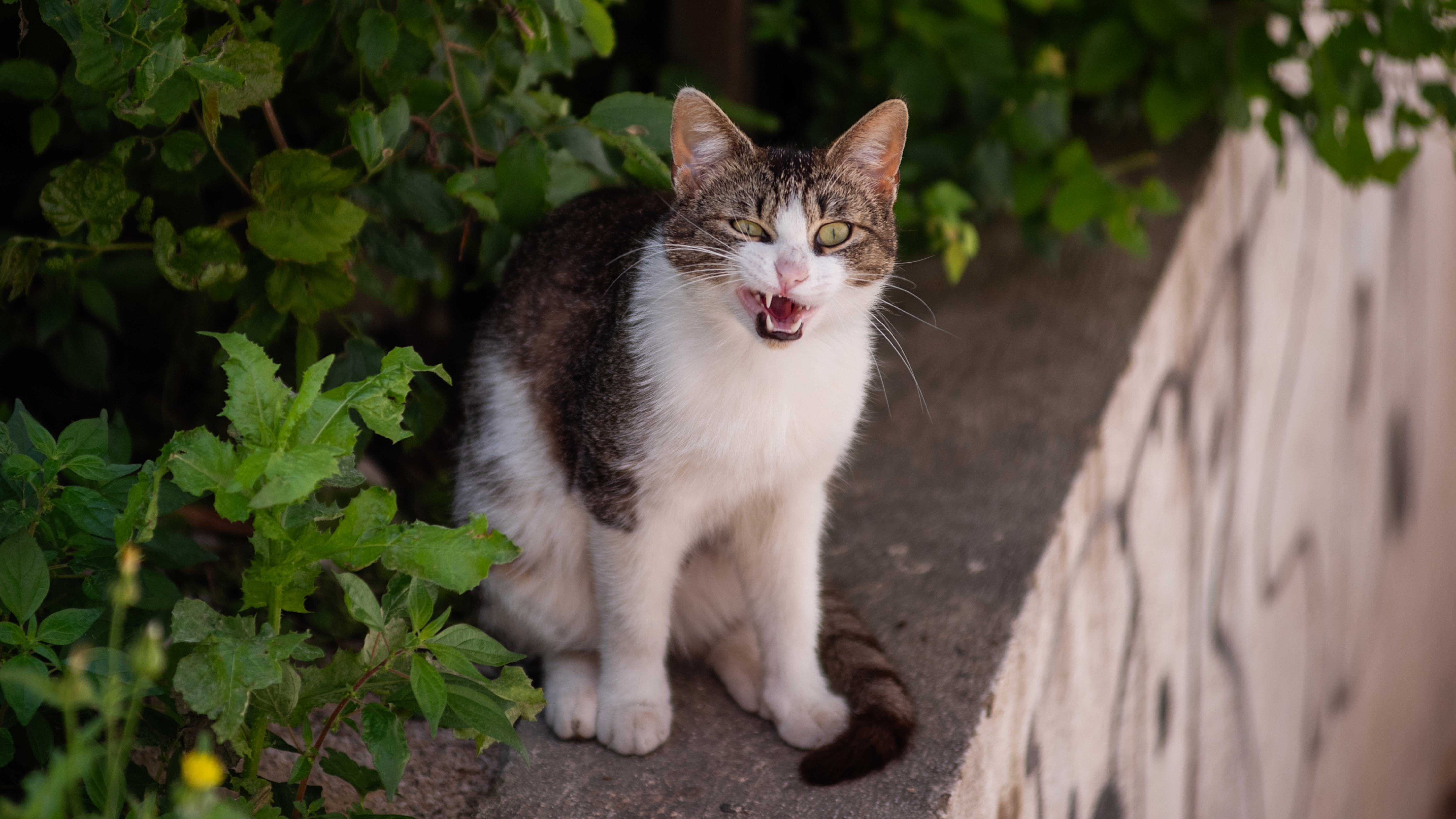 Cat hissing