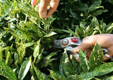 Pruning Of Aucuba Shrubs