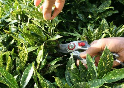 Pruning Of Aucuba Shrubs