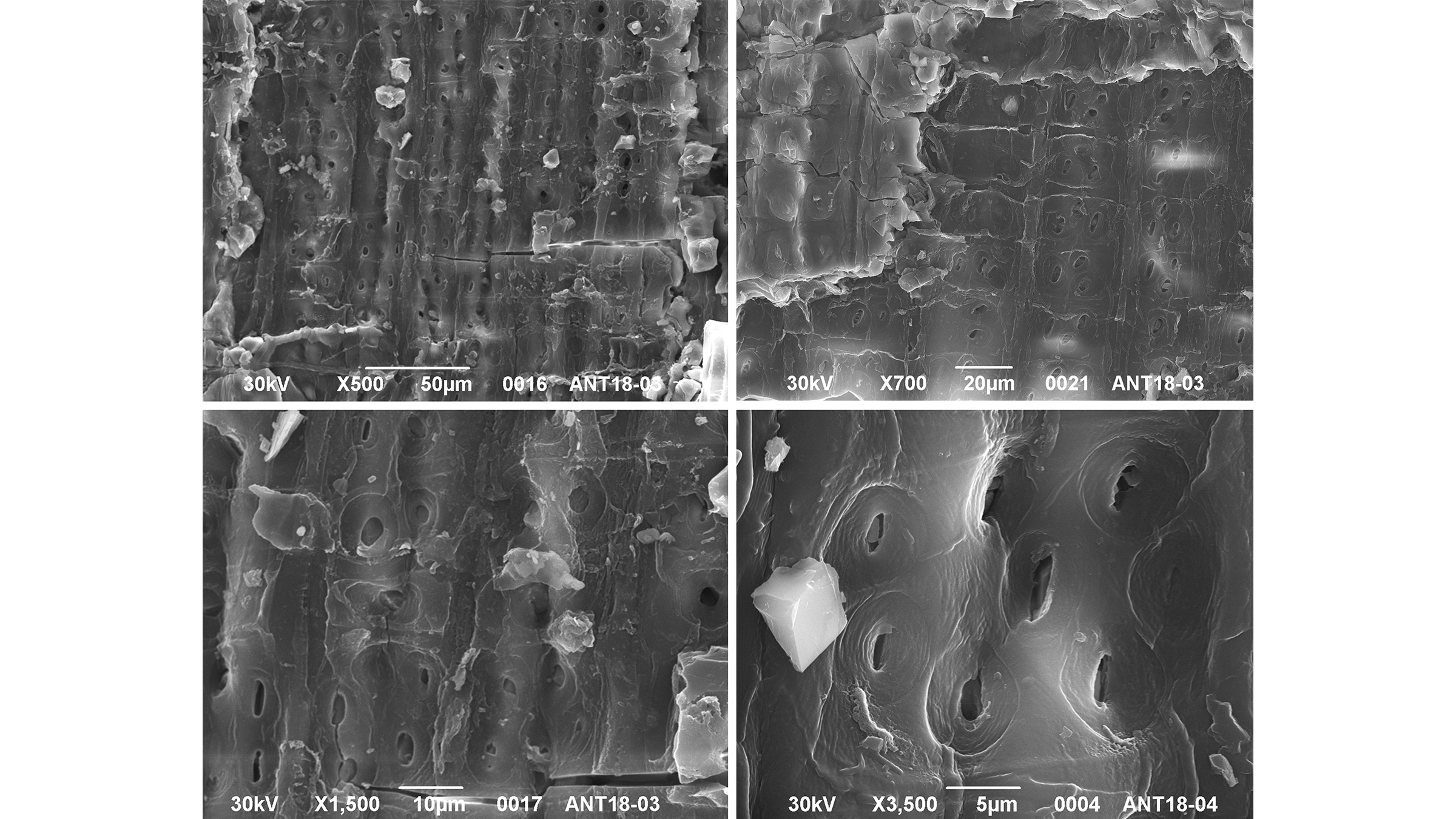 Imágenes de microscopía electrónica de barrido de los fragmentos de carbón.
